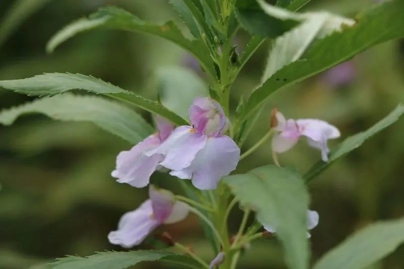 凤仙花|欲染纤纤指——凤仙花