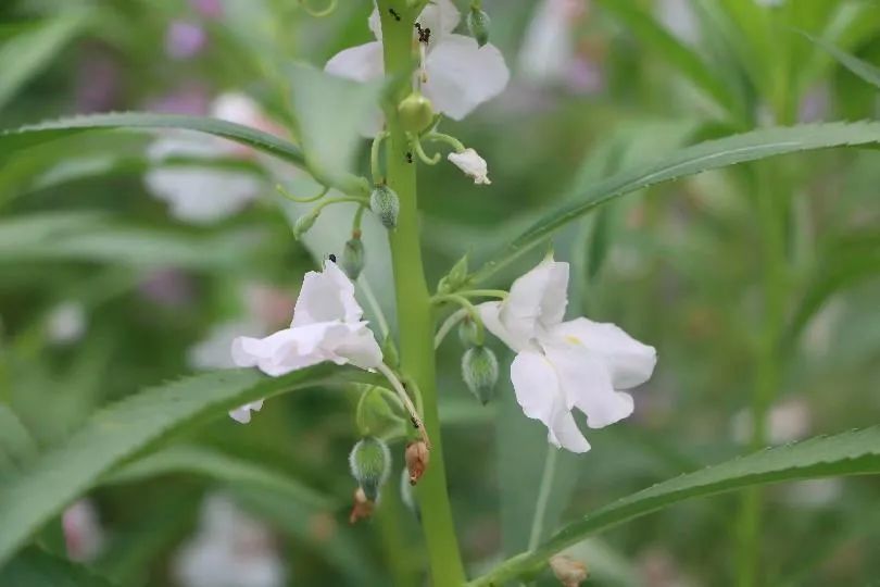 欲染纖纖指——鳳仙花