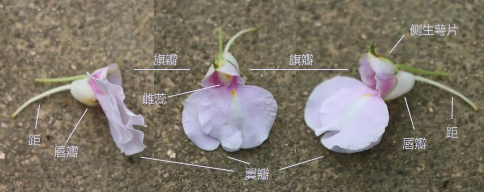 一朵凤仙花的结构图图片