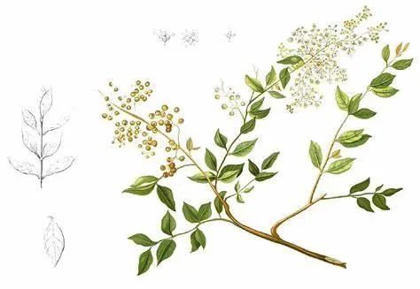 凤仙花|欲染纤纤指——凤仙花