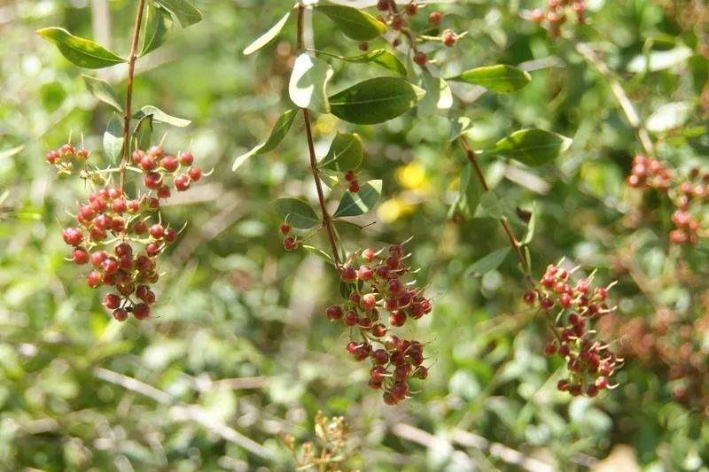 凤仙花|欲染纤纤指——凤仙花