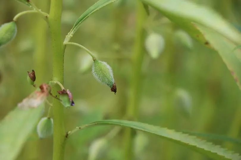 凤仙花|欲染纤纤指——凤仙花