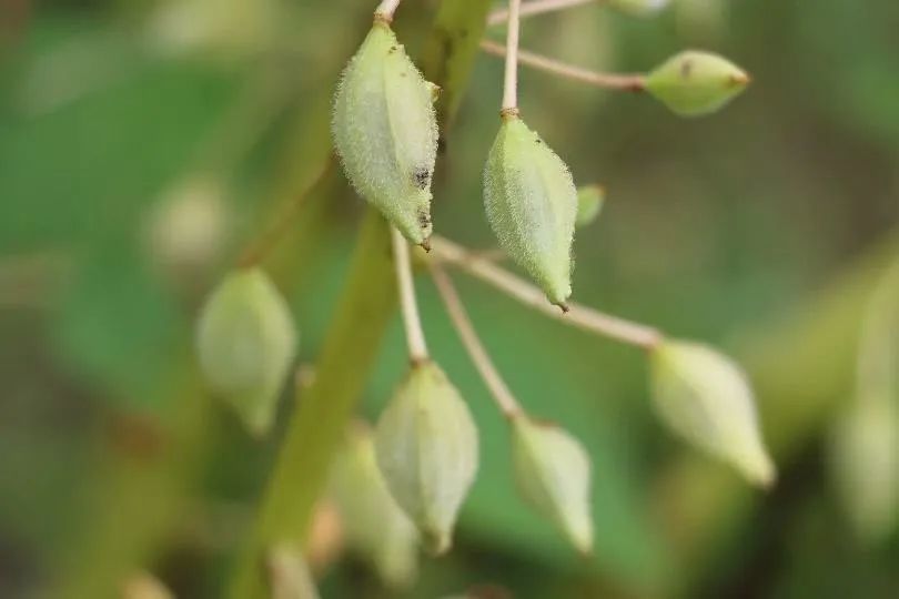 凤仙花|欲染纤纤指——凤仙花