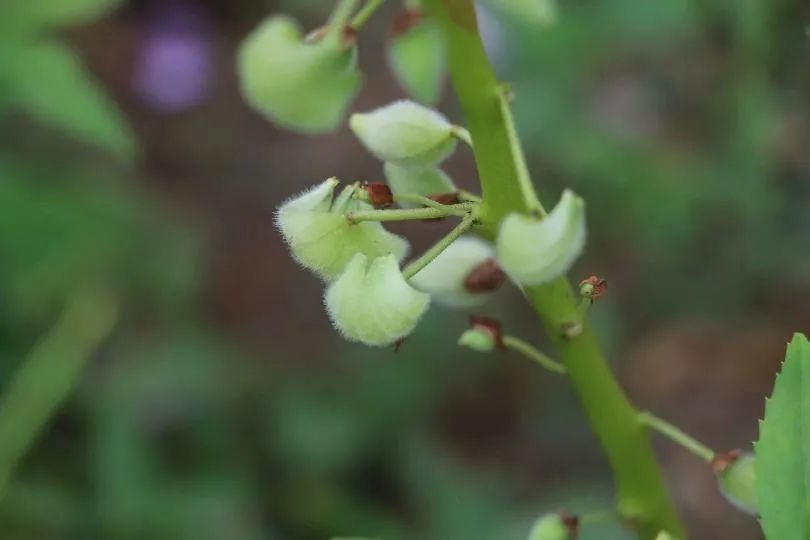 凤仙花|欲染纤纤指——凤仙花