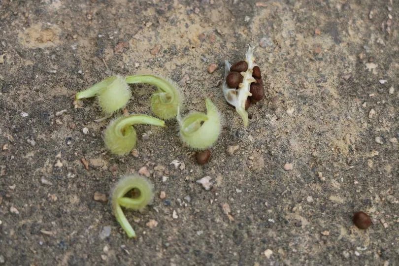 凤仙花|欲染纤纤指——凤仙花