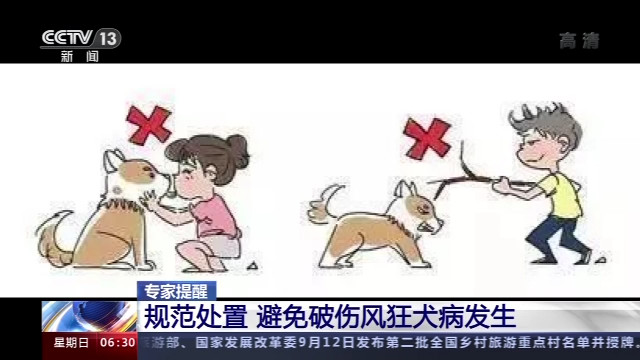 中国医学救援协会|“吸猫”虽好不要忽视安全 我国首部动物致伤诊治规范教你如何安全“吸猫”