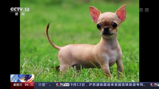 中国医学救援协会|“吸猫”虽好不要忽视安全 我国首部动物致伤诊治规范教你如何安全“吸猫”