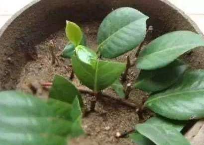 超全的扦插注意事项,拿好不谢!