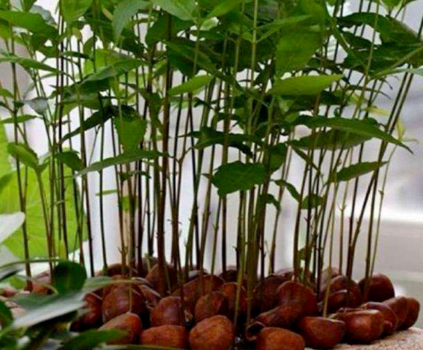 扔几颗板栗在盆里,浇点水,叶子呼呼长!