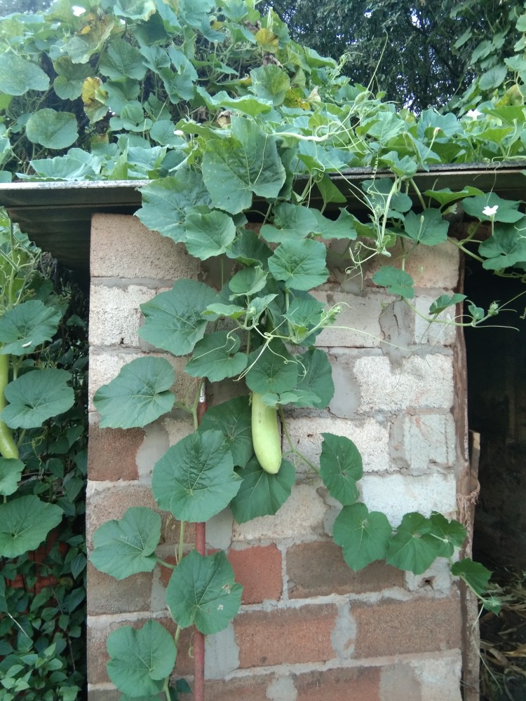 葫芦|任性而又疯狂的葫芦