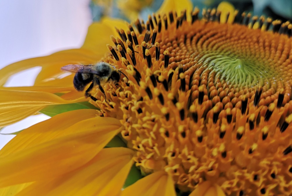 癌细胞|较真丨蜂毒能以毒攻毒杀死100％癌细胞？一文回答四大疑问