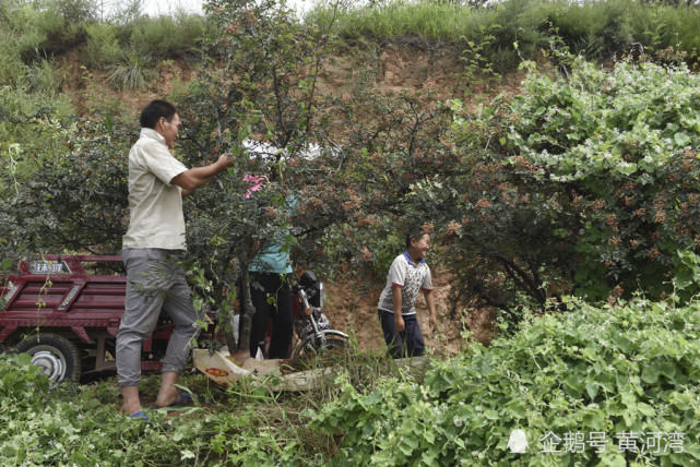 晉南農村農忙時節摘花椒全家六口齊上陣妹妹喂哥哥吃蛋糕