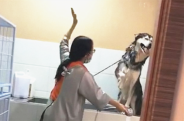 哈士奇|二哈被送去洗澡，主人中途进去看了眼忍不住想笑：不用给我面子