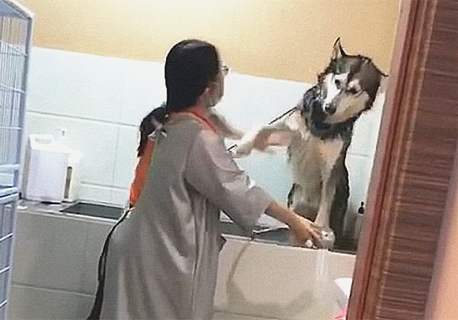 哈士奇|二哈被送去洗澡，主人中途进去看了眼忍不住想笑：不用给我面子