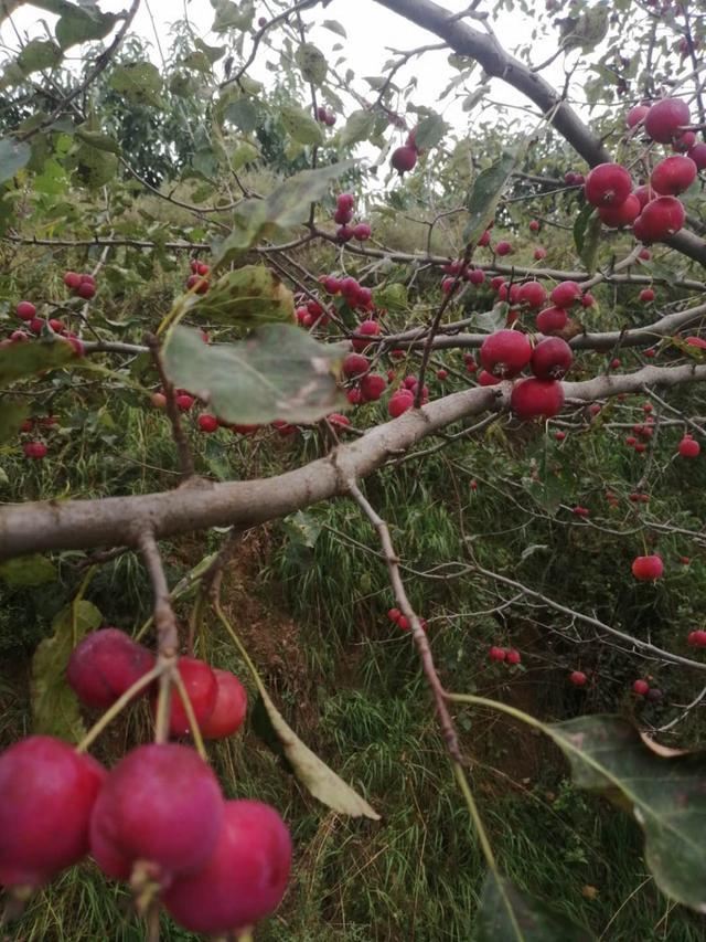 深秋时节 家乡的海红红了