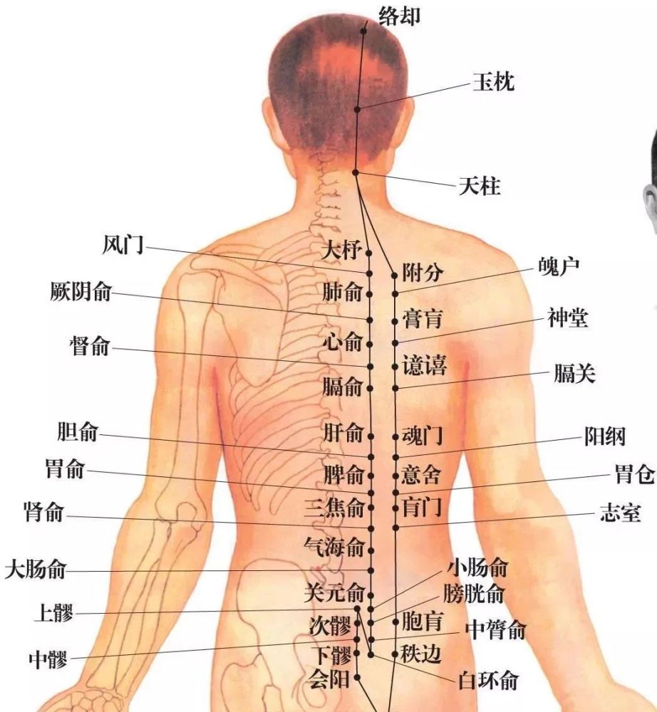 升阳气从后背开始, 艾灸暖背祛寒功效真强!