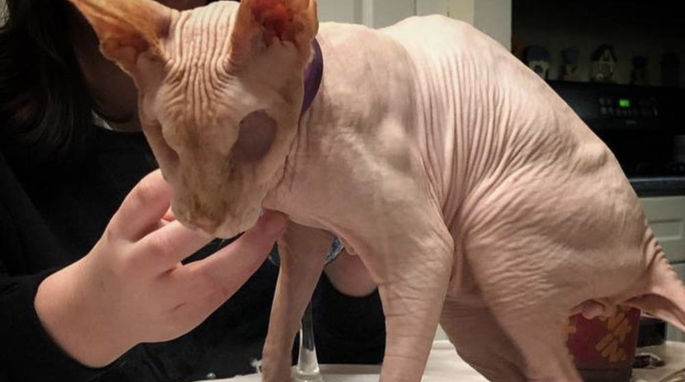 没有眼珠的无毛猫成为外网网红历经劫难却坚强存活堪称奇迹