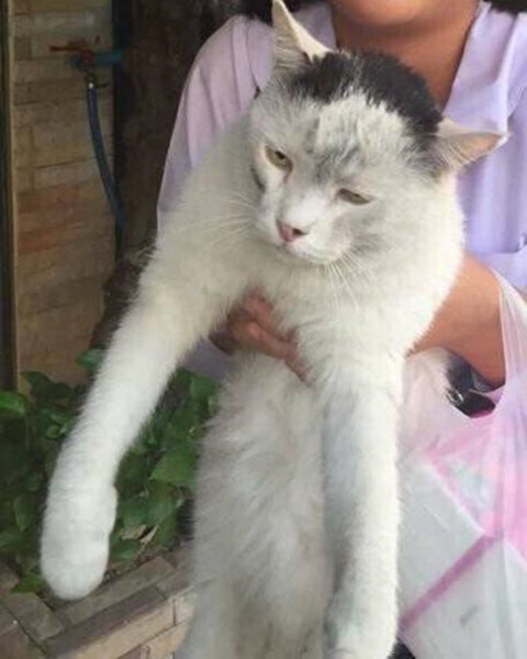 猫咪|猫咪彻夜未归，隔天早上的样子让人忍不住想笑：到底经历了啥