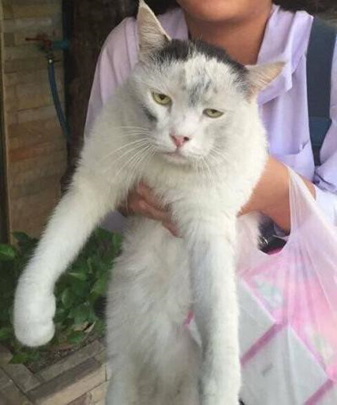 猫咪|猫咪彻夜未归，隔天早上的样子让人忍不住想笑：到底经历了啥