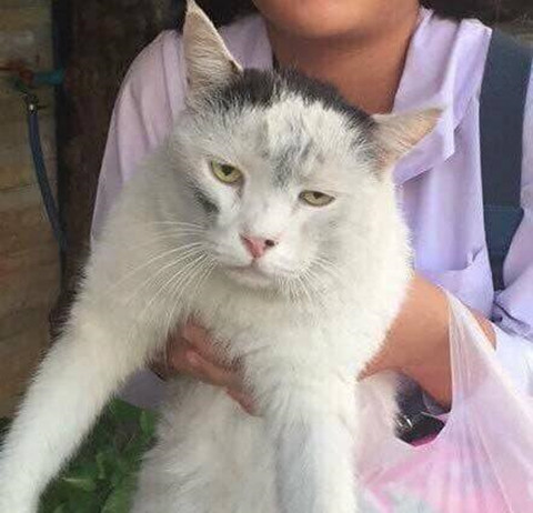 猫咪|猫咪彻夜未归，隔天早上的样子让人忍不住想笑：到底经历了啥