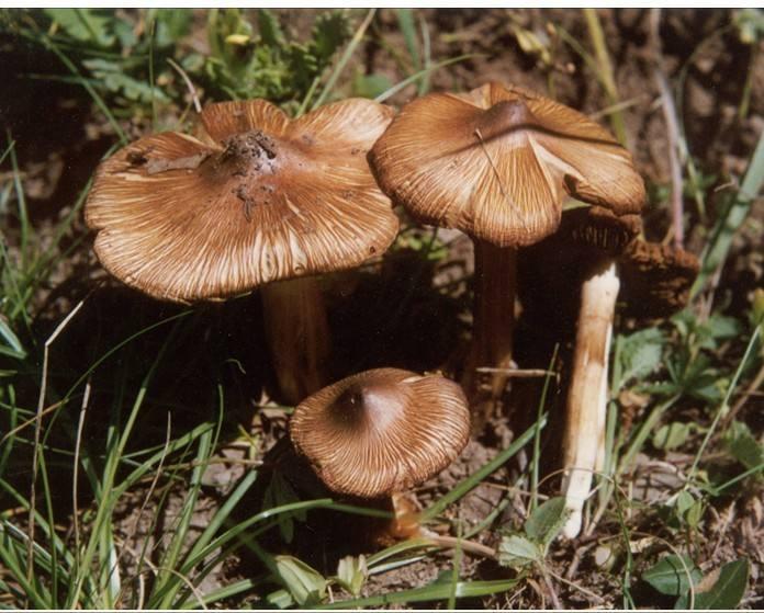 铅绿褶菇铅绿褶菇,出现莲花山公交总站红荔路入口附近草地.