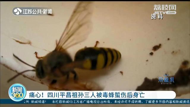 痛心 祖孙三人被毒蜂蜇伤后身亡被蜂蜇后要尽快去医院 腾讯新闻