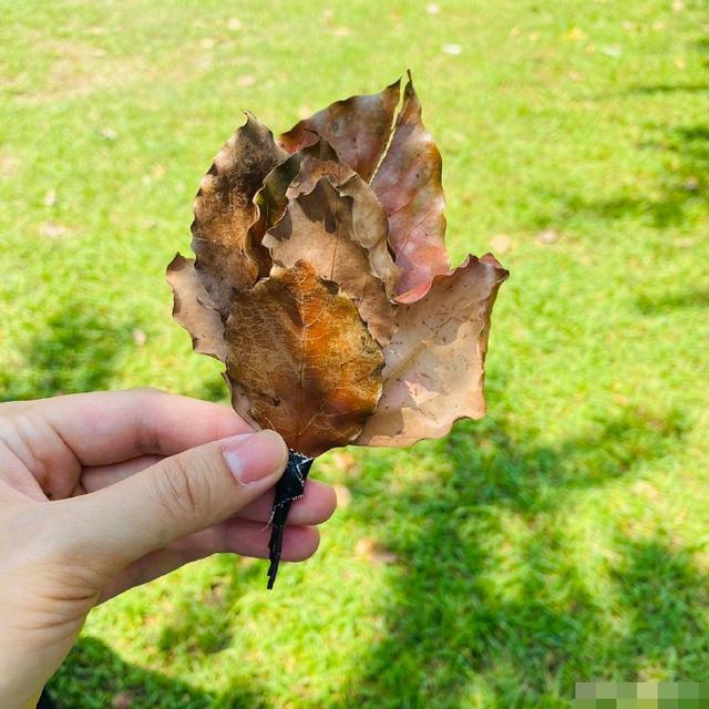 孙俪|孙俪与小19岁妹妹同框似同龄，两人五官精致颜值高，姐妹花超美