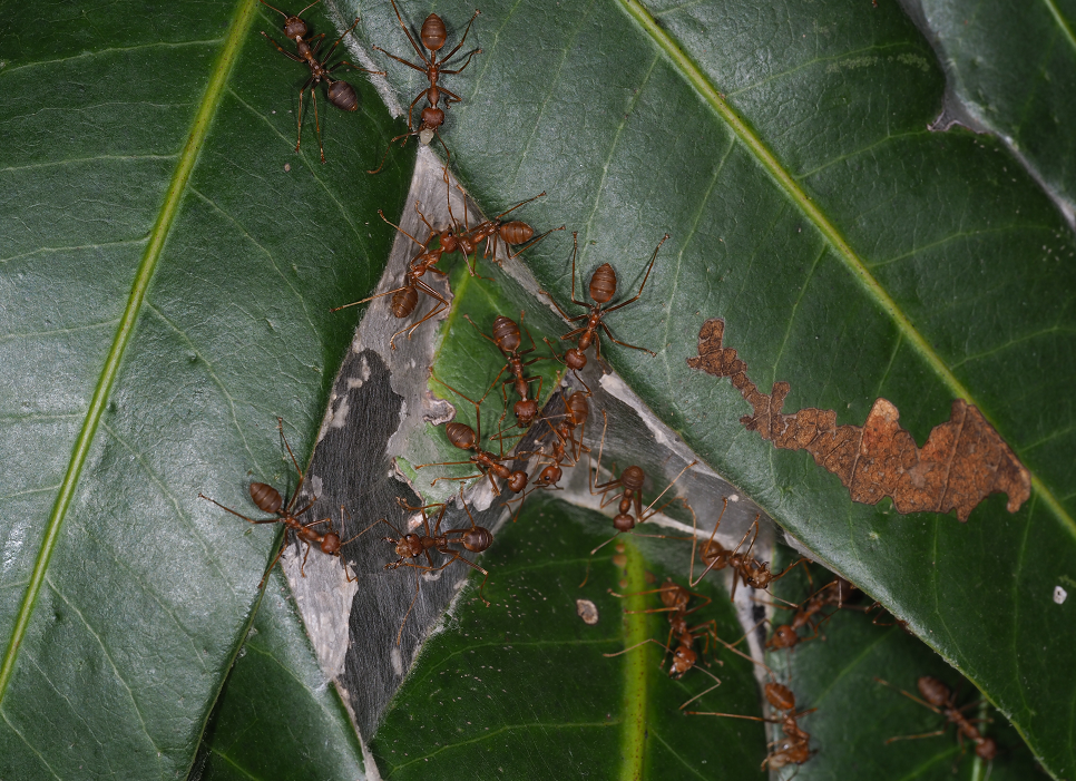 除此之外,黄猄蚁还有一个有趣的行为在于它们的建筑.