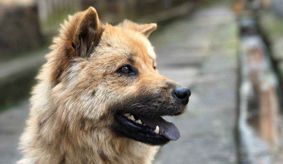 狂犬病毒|6岁男孩被狗咬后死亡获赔78万：越乖的宠物，越需要远离！