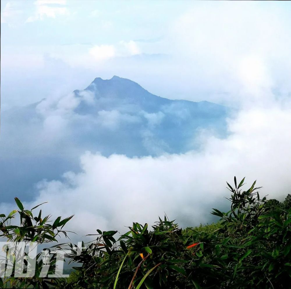 勾髻顶日出云山告诉你滨海阳江凭啥创建全国森林城市