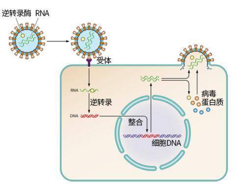 病毒|古代猎人经常接触野生动物，为什么他们没有被病毒感染？