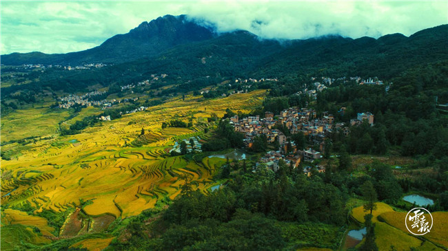 红河哈尼梯田|红河哈尼梯田的稻谷黄了！