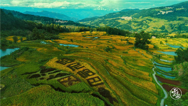 红河哈尼梯田|红河哈尼梯田的稻谷黄了！