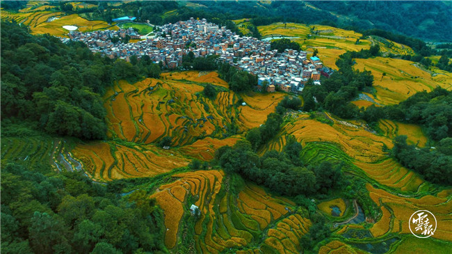 红河哈尼梯田|红河哈尼梯田的稻谷黄了！