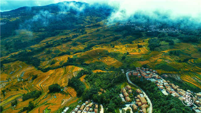 红河哈尼梯田|红河哈尼梯田的稻谷黄了！