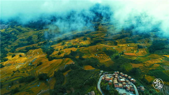红河哈尼梯田|红河哈尼梯田的稻谷黄了！