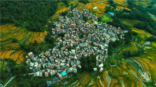 红河哈尼梯田|红河哈尼梯田的稻谷黄了！