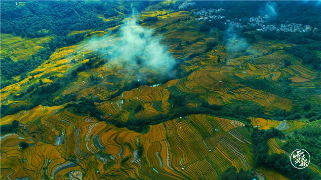 红河哈尼梯田|红河哈尼梯田的稻谷黄了！
