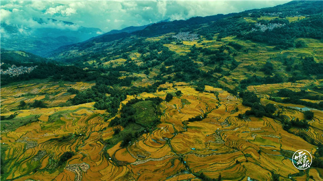 红河哈尼梯田|红河哈尼梯田的稻谷黄了！