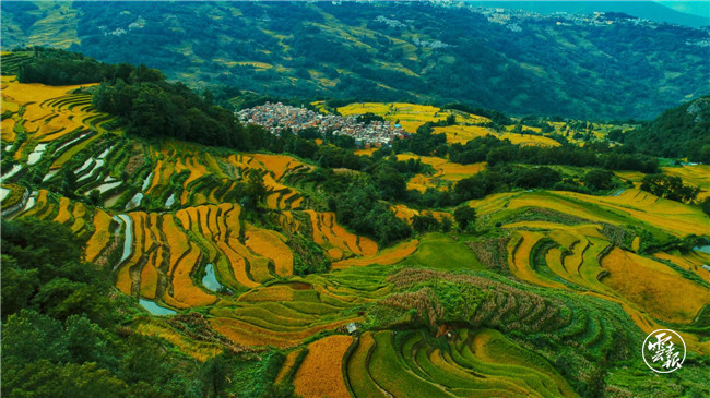红河哈尼梯田|红河哈尼梯田的稻谷黄了！