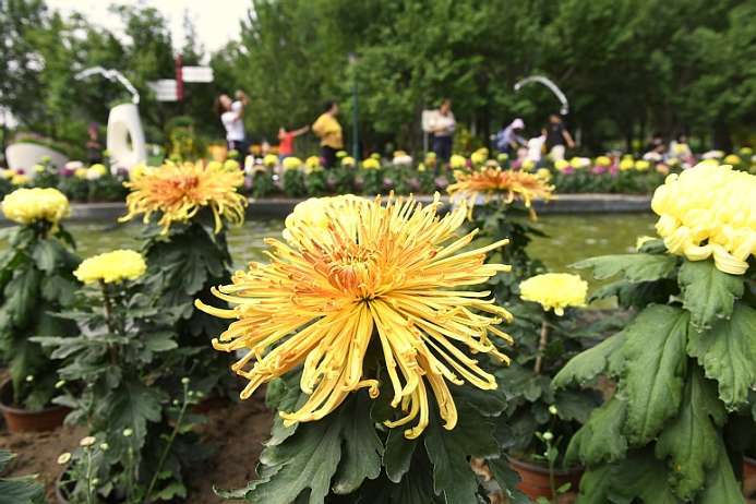 菊花文化节|菊花文化节开幕，六大展区40万株菊花等您来观赏