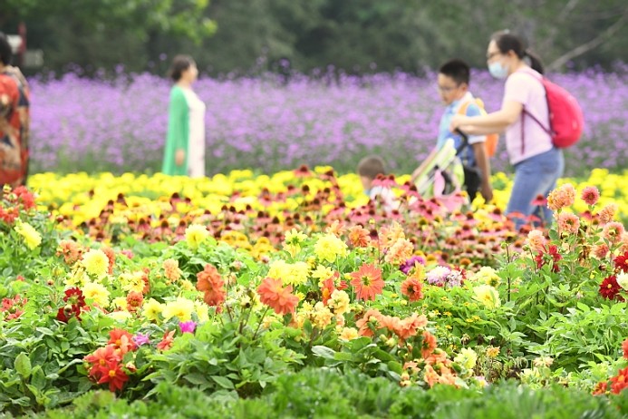 菊花文化节|菊花文化节开幕，六大展区40万株菊花等您来观赏