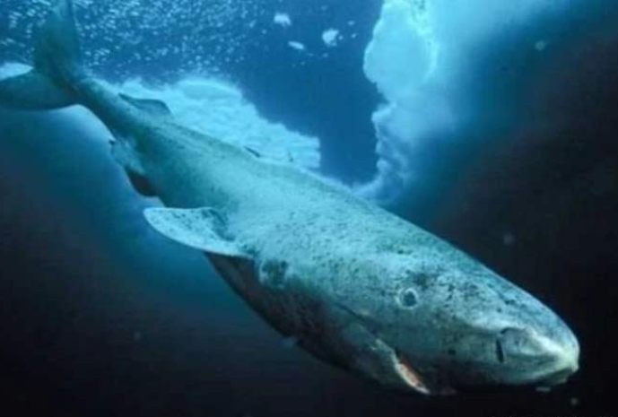 鲨鱼|世界上最孤独的鲨鱼，如今已经512岁，行动缓慢眼睛已经退化