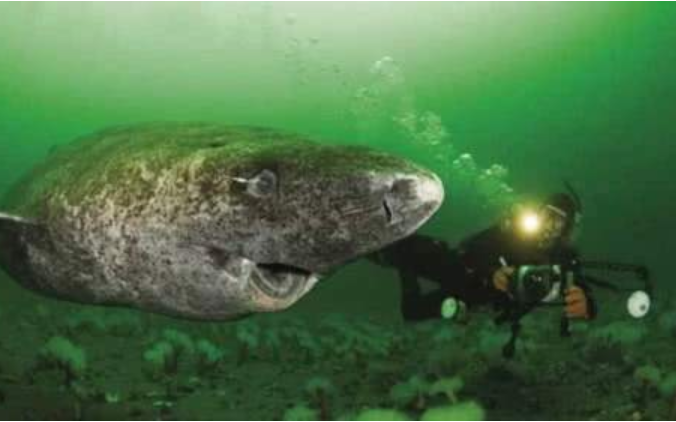 鲨鱼|世界上最孤独的鲨鱼，如今已经512岁，行动缓慢眼睛已经退化