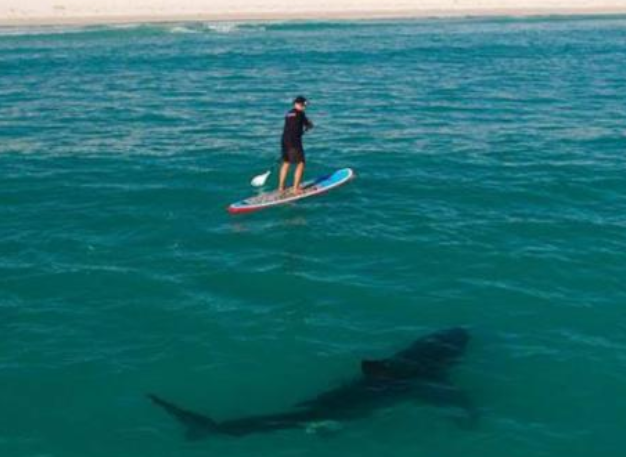 鲨鱼|世界上最孤独的鲨鱼，如今已经512岁，行动缓慢眼睛已经退化