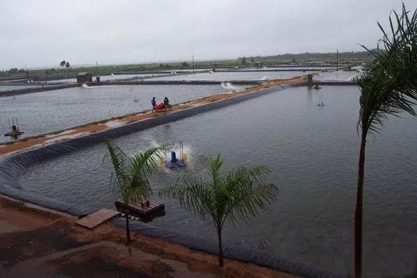 中国水海产消费需求巨大水产养殖面临诸多挑战