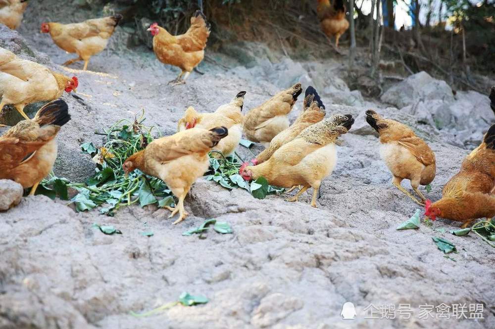 呼吸道疾病|喂鸡的时候在饲料里加点这种“假绿萝”，鸡一辈子不会得呼吸道病