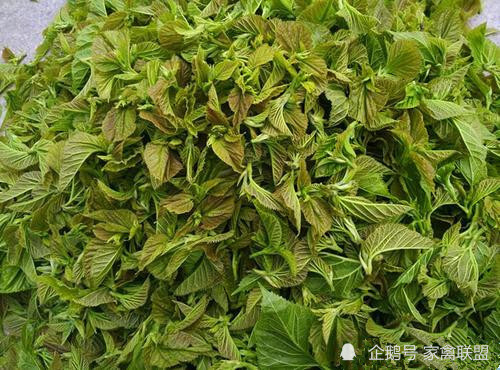 呼吸道疾病|喂鸡的时候在饲料里加点这种“假绿萝”，鸡一辈子不会得呼吸道病