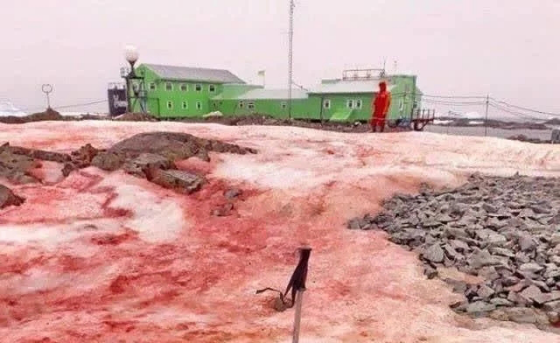 南极|仅仅2天上升2℃，科学家剖析南极气温剧升的原因，这次问题不小