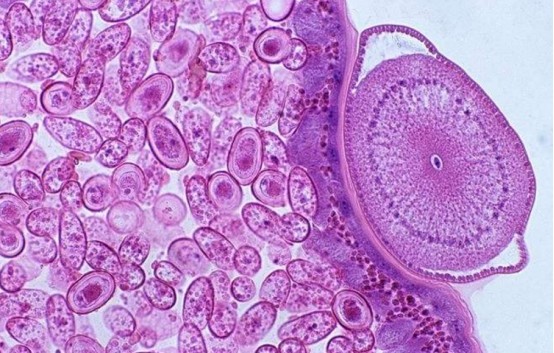 科学家|人体内检测出不应该出现的物品，科学家：它已经无处不在